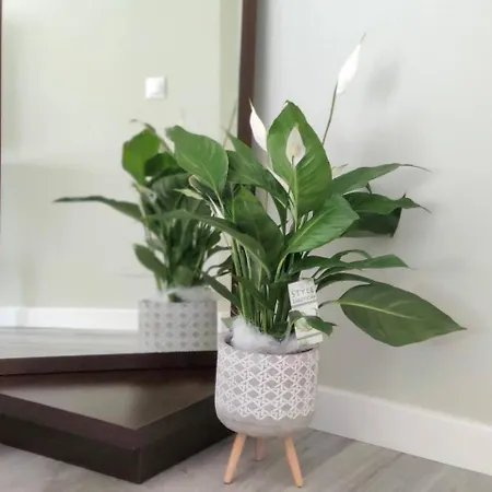 Acogedor En El Centro De Apartamento